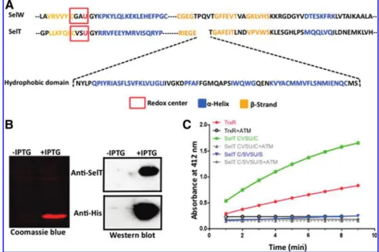 FIG. 1. Production and enzymatic activity of recombinant SelT. (A) Alignment of SelW and SelT amino acid sequences showing several similarities in secondary structures between the two proteins and the presence of several helical structures, including a hyd