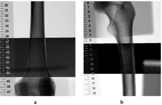 Fig. 3. Example of parallax effect using a bone phantom and a ruler. a) the ruler is positioned below the phantom