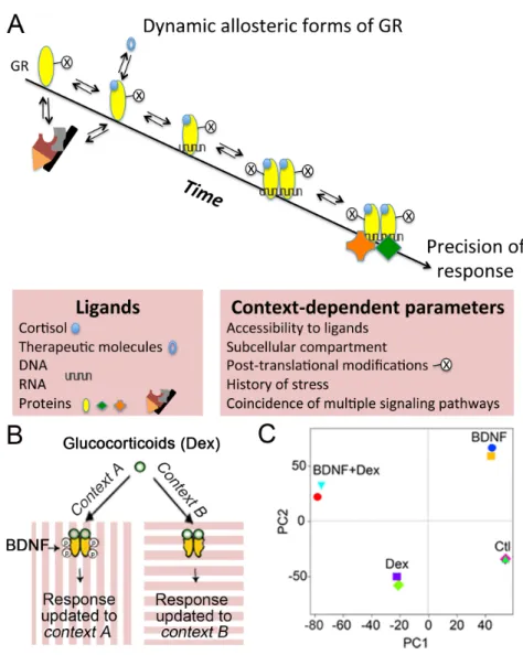 Figure 1. Dynamic allosteric forms of GR allow its diversity of responses.  