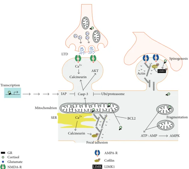 Figure 1: The mitochondria-synapse signaling loop is modulated by glucocorticoids. Acute and moderate glucocorticoid peaks rapidly promote the formation of new dendritic spines via a membrane GR coupled to the activation of the LIMK1-cofilin pathway
