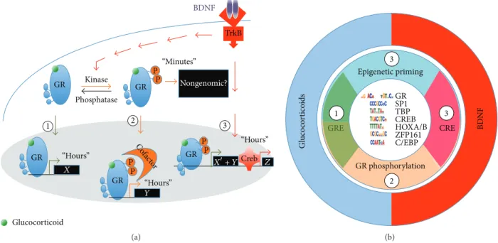 Figure 2: Neurotrophic priming of glucocorticoid signaling. (a) The coincidence of BDNF and glucocorticoid signaling triggers rapid and slow effects different from the sum of genes regulated by individual pathways
