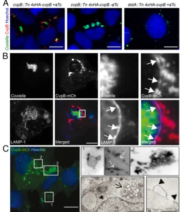 Fig. 1. CvpB localizes at host membranes in Coxiella-infected and non- non-infected cells