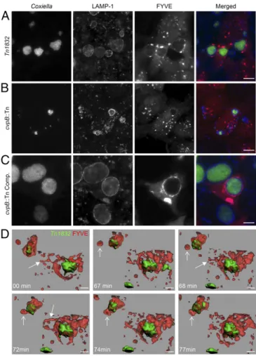 Fig. 4. CvpB induces the presence of PI(3)P at CCV. U2OS mCherry-2xFYVE cells were infected with Coxiella Tn1832 (A), the cvpB::Tn mutant (B), or the complemented strain (C ) for 3 d