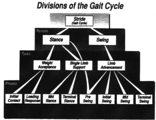 Figure  2-1:  Phases  of the  gait  cycle.  Figure  is  reproduced  from  [42].