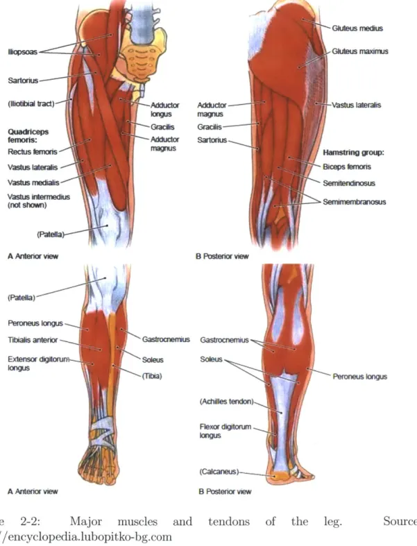 Figure  2-2:  Major  muscles  and  tendons  of http://encyclopedia.lubopitko-bg.com