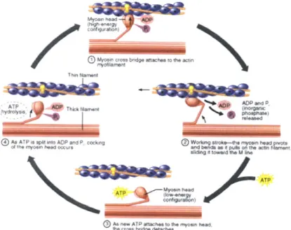 Figure  2-3:  Illustration  of  the  sliding  filament  theory  of  muscle  contraction