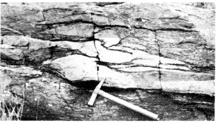 Fig.  11»  -  Micaschistes  des  Granges.  Petits  plis  synschisteux  injectés  par  du  quartz