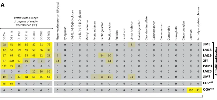 Fig. S2. Binding specificity of COS and OGA. Carbohydrate microarrays populated with (A)  polysaccharides and (B) oligosaccharides were probed with a selection of anti-homogalacturonan  antibodies (listed to the right), COS 488  and OGA 488 