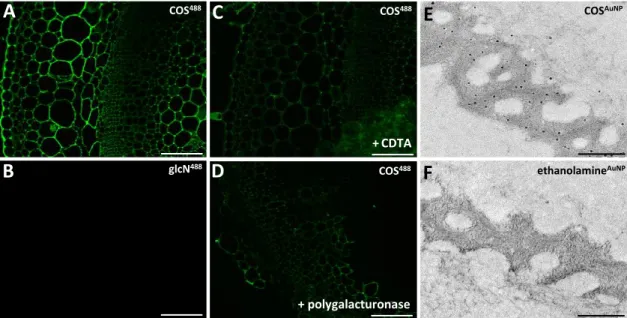 Fig. S3. Microscopy labelling controls for COS binding. (A-D) Sections through tobacco  stem labelled with COS 488  (A) and control conjugate glucosamine 488  (B)