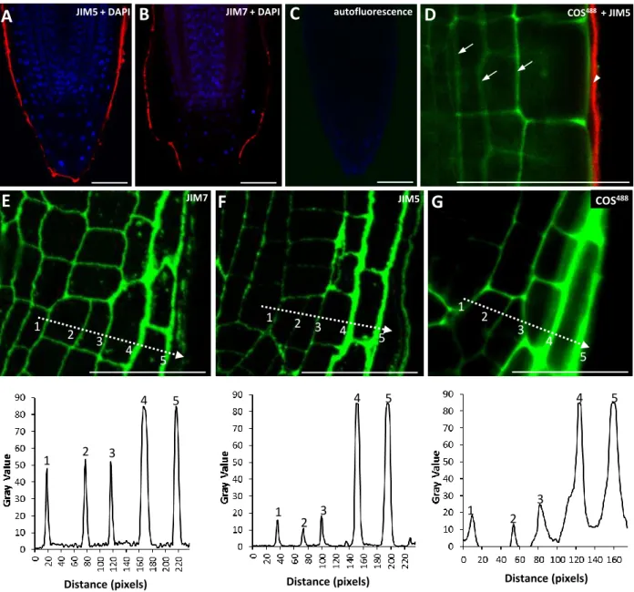 Fig. S4. Analyses of root tip labelling by mAbs and COS probes. (A,B) Whole mount labelling  of Arabidopsis root tips using JIM5 (A) and JIM7 (B)