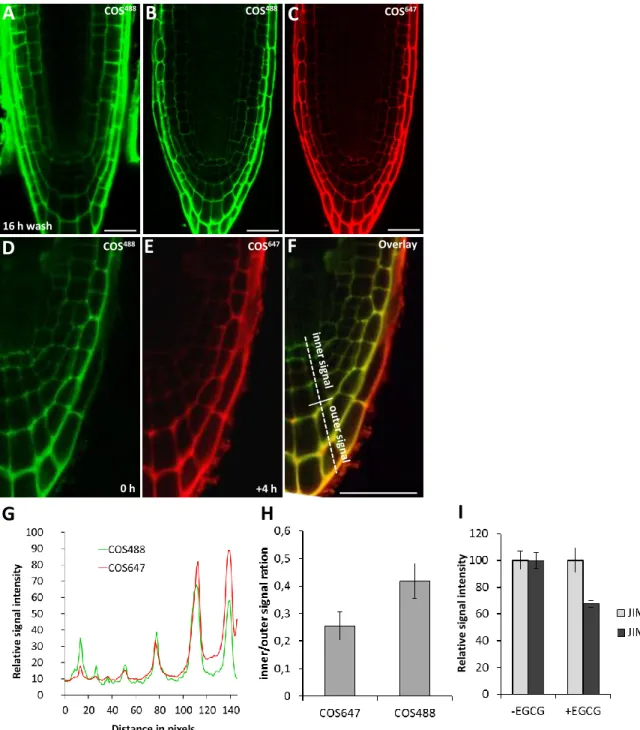 Fig. S5. Dynamics of HG turn-over in root cap. (A) Control for the stability of the COS 488  labelling