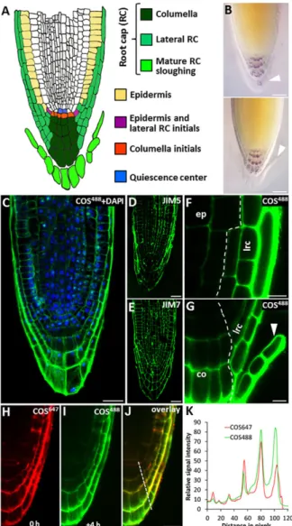 Fig. 3. HG processing during root cap maturation in Arabidopsis . (A) Diagram showing the cellular anatomy of theArabidopsis root tip with tissues related to the root cap (RC) highlighted