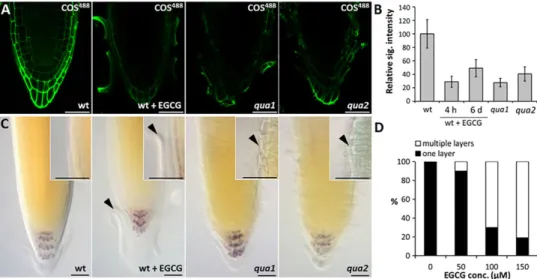 Fig. 5. Functional analysis of COS epitopes in root cap. (A,B) The effect of EGCG treatment and quasimodo mutations on the binding of COS 488 to Arabidopsis root tips