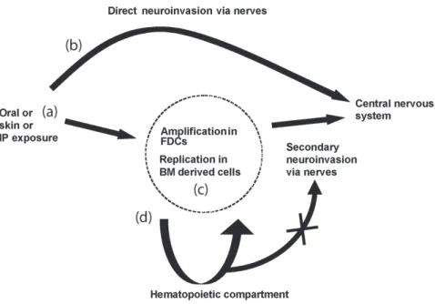 Figure 4. Routes of prion neuroinvasion after peripheral exposure. (a) Natural prion diseases are often acquired via peripheral exposure such as orally, or through skin lesions