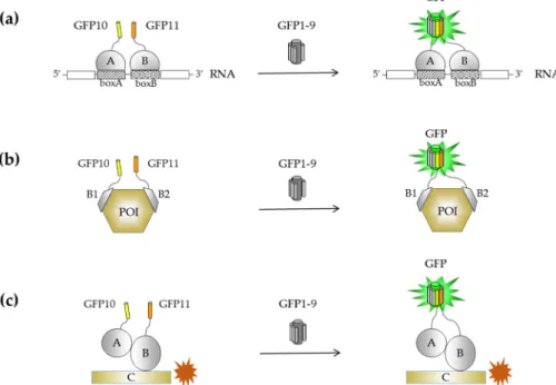 Figure 5. Tripartite split-GFP as a proximity assay tool to monitor indirect associations
