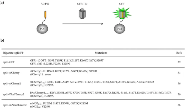 Figure 2. Self-associating bipartite split-FP systems. (a) Schematic representation of the first GFP-based  detection system