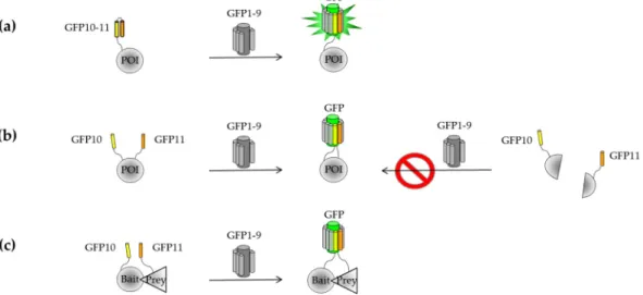 Figure 3. Stepwise engineering of a tripartite split-GFP protein–protein interactions (PPI) detector