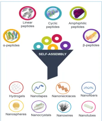 Figure 1. Different classes of peptides can be arrange in supramolecular structures handling the self- self-assembling phenomena