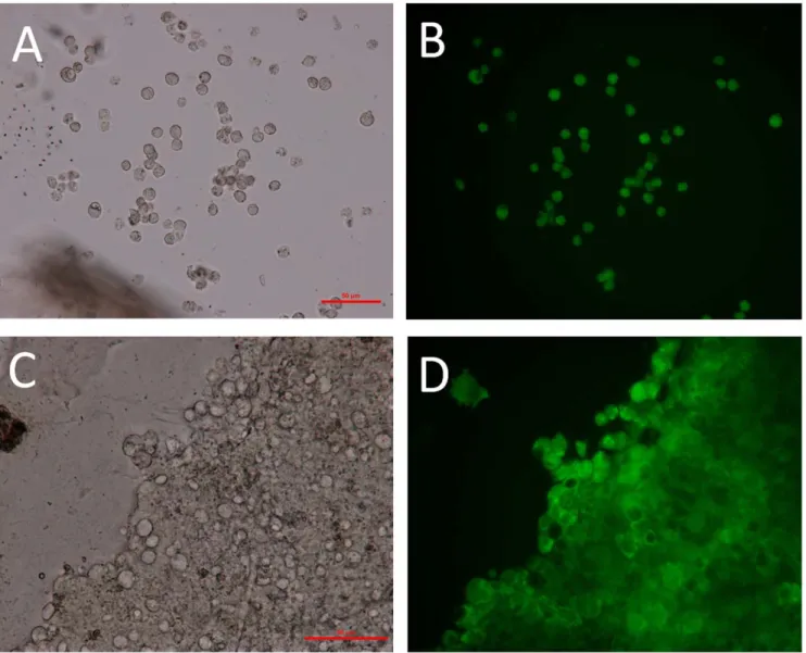 Figure 9. Microscopy images highlighting the survival of cells 6 weeks after immobilisation