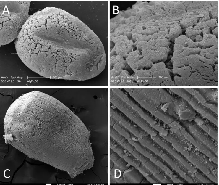 Figure 9 shows representative micrographs of the hybrid beads taken in brightfield and fluorescent modes