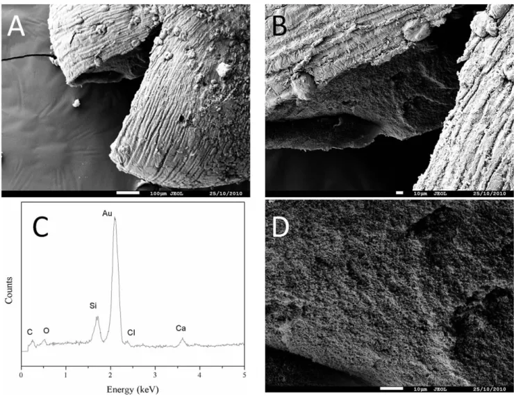 Figure 5. SEM micrographs (a, b, c) and EDX spectrum (d) of a cross section of a mineralised bead