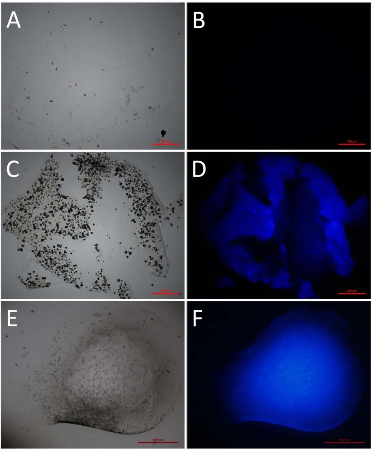 Figure 6. Microscopy images of an alginate capsule and a mineralized bead showing the silification