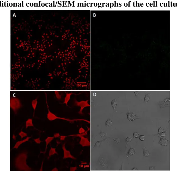 Figure S3. Two-photon (A,B) and one-photon (C,D) confocal imaging of N2A cells on flat glass slides
