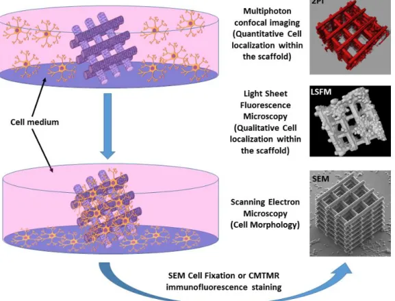 Figure 2. Overall scenario of the developed experimental approach for cell colonization of  the 3D scaffold and  multi-technique imaging based on SEM, LSFM and 2PI