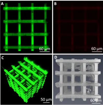 Figure 3. Fluorescent emission of IP-DiP polymer in the green (A) and red (B) channels; 3D reconstructions of  the 3D scaffold by 2PI (C) and LSFM (D)
