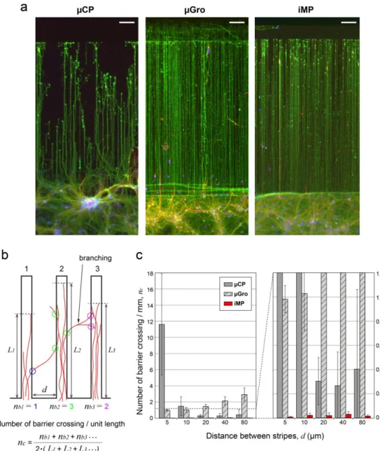 Figure 4. Efficiency of axon confinement in the tracks.  (a) Immunofluorescence images of neurons at 11 DIV on different substrates with 5 µm-wide guiding tracks  with 5 µm intervals
