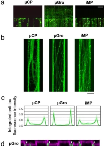 Fig.  5.  Axon  behaviors  at  the  end  and  within  tracks.  (a)  Immunofluorescence  of  axons  (green),  stained  by  using  anti-Tau  antibody,  at  the  end  of  the  tracks  on  different techniques