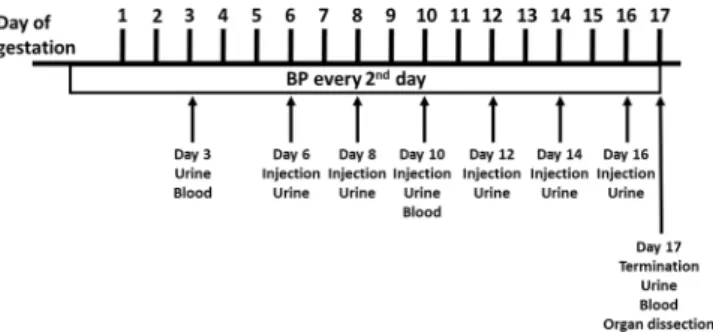 Figure 1.  Experimental design. Illustration of the experimental design, indicating time points for collection of  urine and blood, blood pressure measurements, injections and terminations.