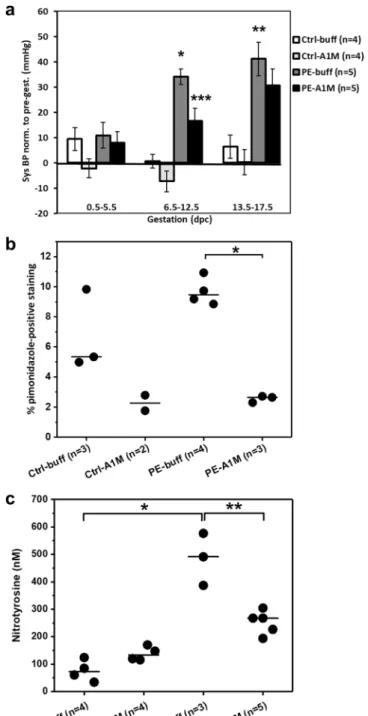Figure 2.  Human rA1M significantly reduces hypertension and placental hypoxia/nitrative stress levels in  preeclamptic females