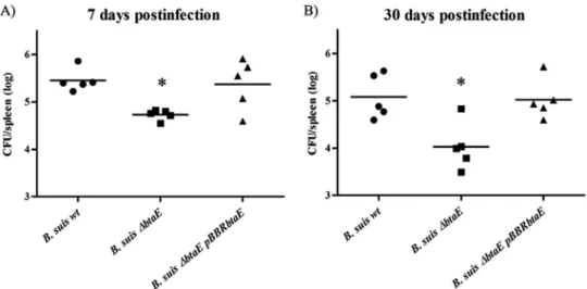 FIG 6 BtaE localization. (A and C) Western blot analysis of whole-membrane fractions from B