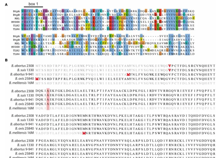 FIGURE 1 | Identification of BtpB. (A) Identification of BtpB as bacterial member of TLR/IL-1R (TIR) family