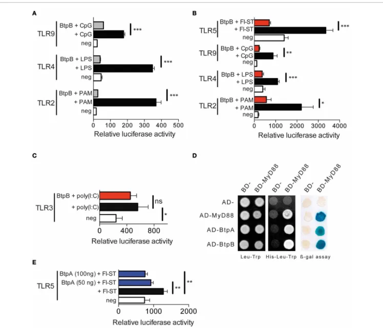 FIGURE 2 | BtpB interferes with TLR signaling. (A) HEK293 cells were transiently transfected for 24 h with the luciferase reporter vector and either TLR2, TLR4 and TLR9, in the presence or the absence of the 178 amino acid BtpB (50 ng)