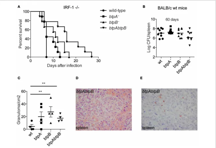 FIGURE 6 | Role of BtpB during Brucella infection in the mouse model of brucellosis. (A) Susceptibility of IRF-1 −/− to B