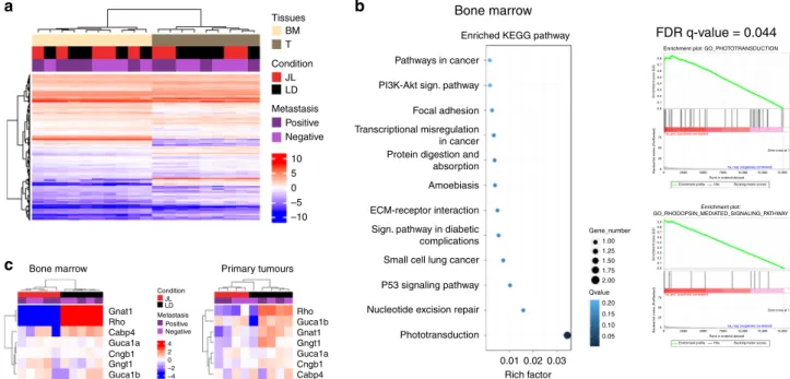 Fig. 3 Chronic circadian disruption does not profoundly alter gene expression pro ﬁ les in primary tumours or bone marrow mononucleated cells, with the exception of genes linked with phototransduction and light perception