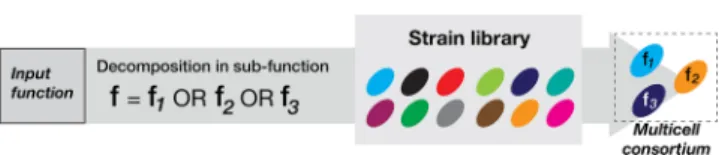 Figure 1. Distribution of a Boolean function within a multicellular consortium. The Boolean function of interest is decomposed as a disjunction (i.e., sum) of subfunctions (or clauses)