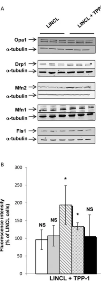 Figure 6 Effects of a TPP-1 deficiency on the abundance of major regulators of mitochondrial dynamics