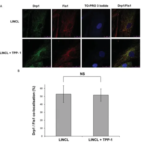 Figure 7 Cellular distribution of Drp1/Fis1 and colocalization of these proteins as visualized by immunofluorescence confocal microscopy