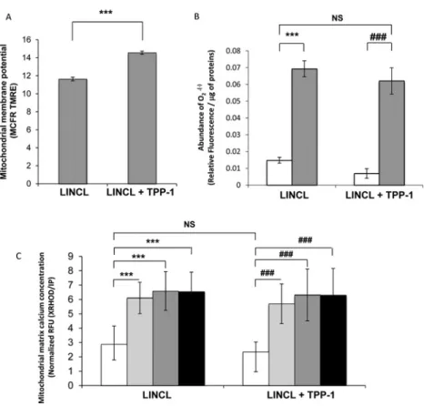 Figure 8 Effects of a TPP-1 deficiency on the mitochondrial membrane potential, mitochondrial matrix calcium concen- concen-tration and mitochondrial O 2 • − content