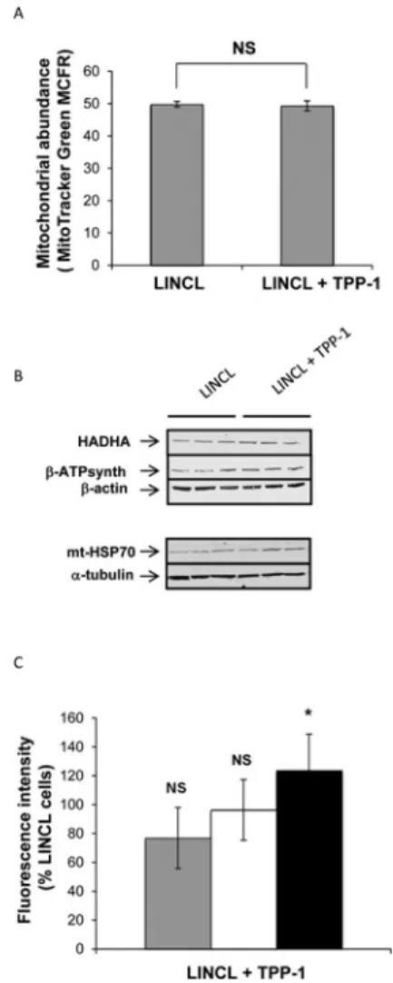 Figure 2 Effects of a TPP-1 deficiency on the mitochondrial abundance