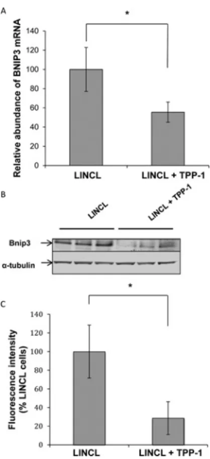 Figure 3 Effects of a TPP-1 deficiency on the expression of BNIP3 (A) Total RNA was extracted from LINCL cells pre-incubated with (LINCL + TPP-1) or without (LINCL) TPP-1, reverse transcribed and  amp-lified by real-time RT–qPCR in the presence of BNIP3 pr