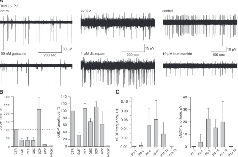 FIG . 6. Excitatory GABA is instrumental for generation of cGDPs. A: L5 local field potential recordings in control (top trace) and in the presence of GABAergic transmission modulators: the GABA A R antagonist gabazine (100 nM), the positive GABA A channel