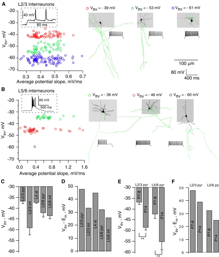 FIG . 3. Action potential threshold (V thr ) of neonatal neurons. Measurements of V thr in (A) L2/3 and (B) L5/6 interneurons