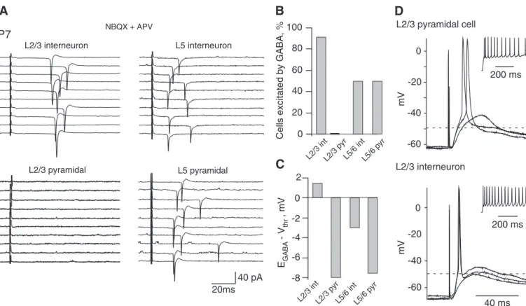 FIG . 4. Cell type and layer specificity of the excitatory GABA action in the immature neocortex