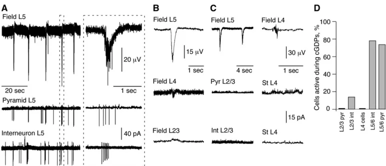 FIG . 5. Cortical giant depolarizing potentials (GDPs)—the principal pattern of activity in the neonatal neocortex in vitro is generated by deep cortical layers.