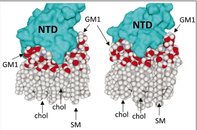 Figure 6. MD simulations of GM1-spike protein interaction in a lipid raft domain.  
