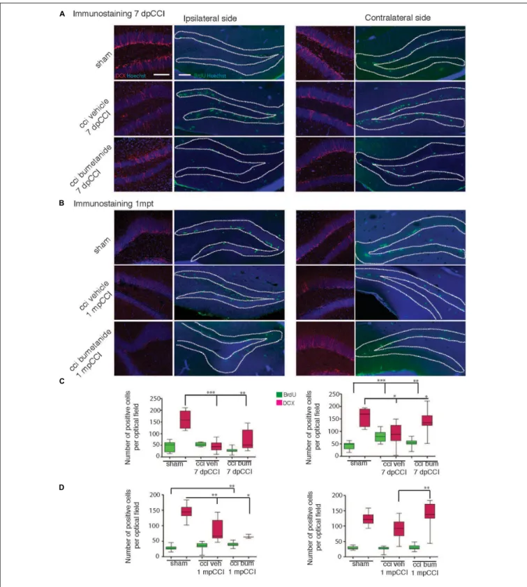 FIGURE 4 | Effect of bumetanide on CCI-induced changes in secondary neurogenesis. Secondary neurogenesis in the dentate gyrus